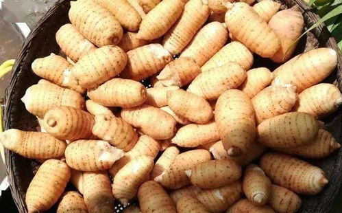 室內(nèi)種出 野 天麻,兩平方米的天麻竟能掙3000塊錢