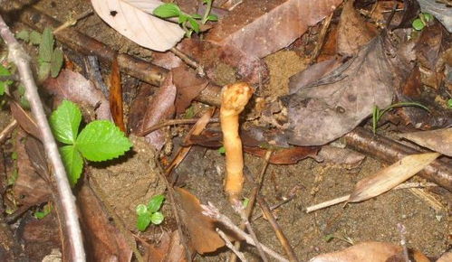 山里做農活,請別鏟除此草,它為珍貴植物,價值600元一斤