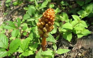 南漳這個村喜獲國字頭榮譽(yù),竟因這個農(nóng)產(chǎn)品