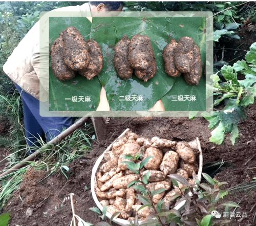 有料 冬季滋補(bǔ)食材到貨,集美們安排起來(lái)