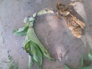 土天麻的學(xué)名探秘 一種被誤稱(chēng)的美味根莖植物